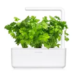 Змінний картридж Click & Grow Листова селера (3 капсули)