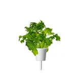 Змінний картридж Click & Grow Гірчиця васабі (3 капсули)