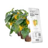Картридж для розумної фермы Click&Grow, Перець жовтий солодкий