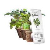 Картридж для умной фермы Click&Grow, Красная капуста Кейл